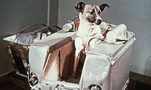 cadela Laika a bordo do Sputnik 2