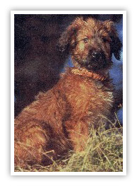 photo of shepherd dog of the >Pyrenees