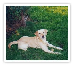 photo of Labrador dog