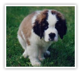 Saint Bernard dog picture