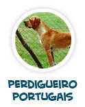 lire sur le chien perdigueiro portugais