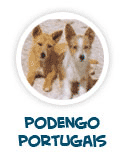 lire sur le chien Podengo portugais