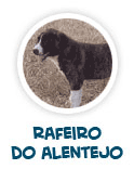 lire sur le chien Rafeiro de Alentejo