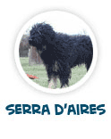 lire sur le chien Serra d'Aires