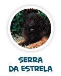 to learn about Portuguese dog of Serra Estrela