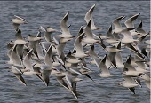 gaivotas voando