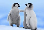 pinguim-imperador, bebs