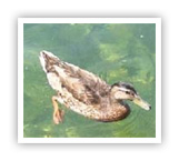 ttulo de pato no lago de Genebra, Sua