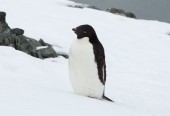 Adélia penguin