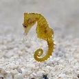 Dwarf seahorse