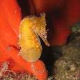 Sydney seahorse