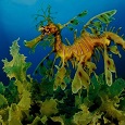 leafy seadragon