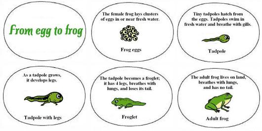 life cycle of the frog