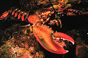 american lobster