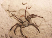 sand spider