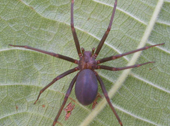 European black spider