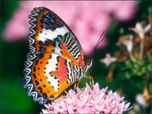papillon /><br>
              <span class=