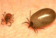 male and female ticks