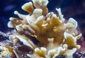 coral-cacto