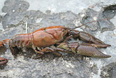 crayfish (or crawfish)