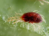 ectoparasites des plantes