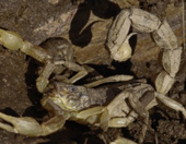 Iberian scorpion