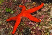 estrela-do-mar-vermelha-do-mediterrneo