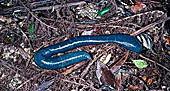 blue giant earthworm