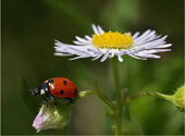 Ladybird or ladybug