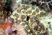 Southern blue-ringed octopus