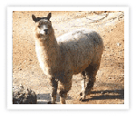 photo of alpaca