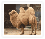 photo of camel