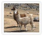 photo of llama