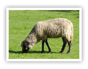 foto de ovelha
