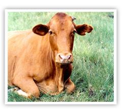 foto de vaca