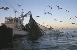 fishermen towing a trawl