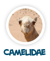 geh nach camelidae