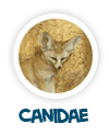 go to canidae