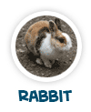 read about the rabbit