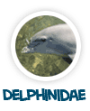 go to delphinidae