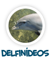 delfindeos