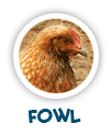 read about the hen and other fowl