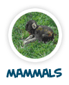 go to mammals