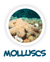 go to molluscs