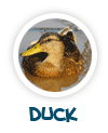 read about the duck