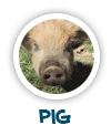 read about the pig
