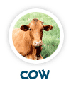 read about the cow