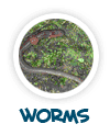 go to worms