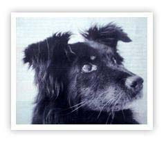 Pet dog Barry's photo