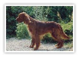 Irischer Setter Hund